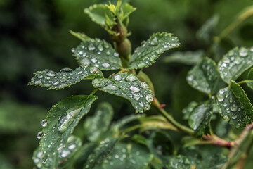 Macro  - Forest - Europe, Romania, Suceava region