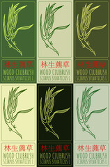 Set of vector drawing WOOD CLUBRUSH in Chinese in various colors. Hand drawn illustration. The Latin name is SCIRPUS SYLVATICUS L © Nataliia