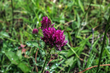Macro  - Forest - Europe, Romania, Suceava region
