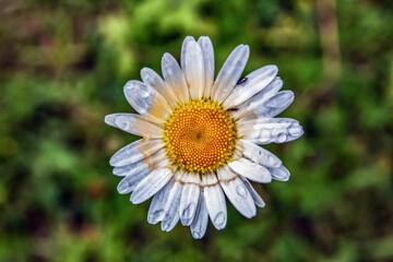 Fototapeta premium Macro - Forest - Europe, Romania, Suceava region