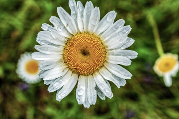 Obraz premium Macro - Forest - Europe, Romania, Suceava region