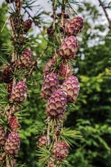 Macro  - Forest - Europe, Romania, Suceava region