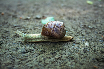Macro  - Forest - Europe, Romania, Suceava region