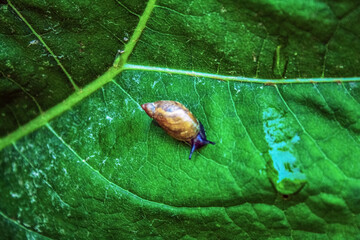 Macro  - Forest - Europe, Romania, Suceava region