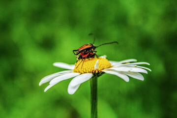 Macro  - Forest - Europe, Romania, Suceava region