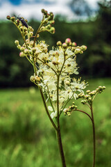 Macro  - Forest - Europe, Romania, Suceava region