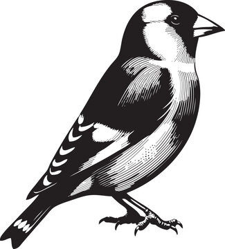 recommend clip art: Bird silhouette vector art illustration