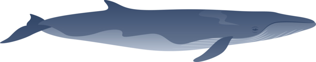 Fin or finback whale realistic color vector illustration. Marine mammal isolated on white background. Wild ocean life clip art.