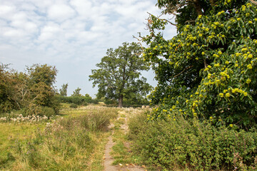 Summertime rural pathway in the UK.
