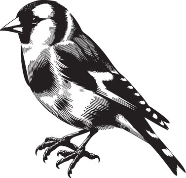 recommend clip art: Bird silhouette vector art illustration