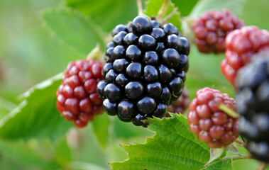close-up of ripening organic blackberry branch in the garden at summer day