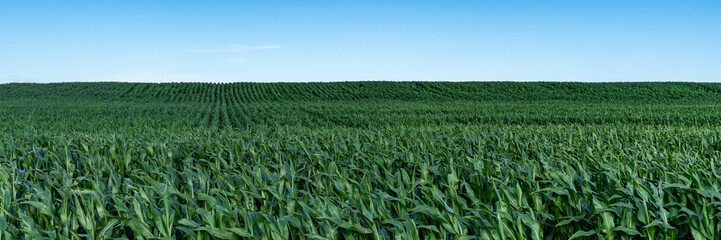 Field of corn. Green fresh colors. Panoramic view of the countryside, corn fields, horizon, blue sky. Agricultural technology production. Beautiful Rural rustic countryside landscape.