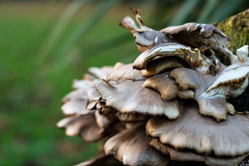dried mushrooms on a tree