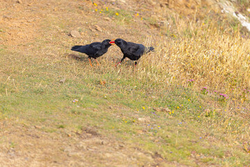 Feeding Chough