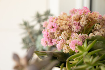 Fading Beauty: Pink Blooms and Lush Succulents