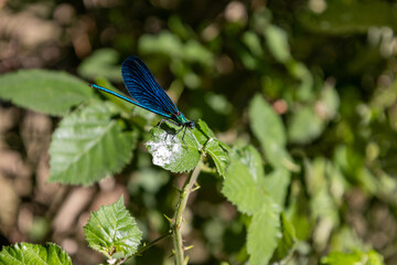 Blue Dragonfly Perched on Green Leaf