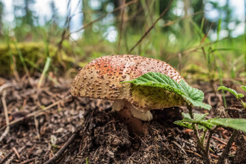 Macro  - Forest - Europe, Romania, Suceava region