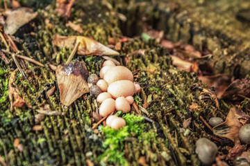 Macro  - Forest - Europe, Romania, Suceava region