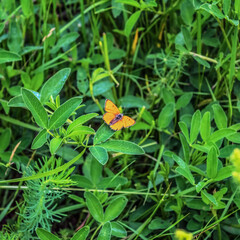 Macro  - Forest - Europe, Romania, Suceava region