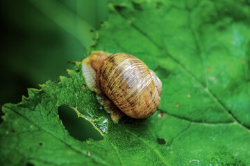 Macro  - Forest - Europe, Romania, Suceava region
