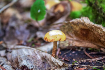 Macro  - Forest - Europe, Romania, Suceava region