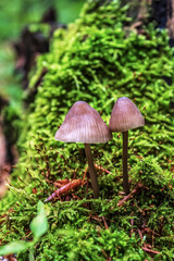 Macro  - Forest - Europe, Romania, Suceava region