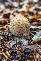 Macro  - Forest - Europe, Romania, Suceava region