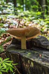 Macro  - Forest - Europe, Romania, Suceava region