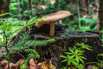 Macro  - Forest - Europe, Romania, Suceava region