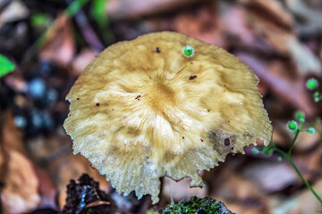 Macro  - Forest - Europe, Romania, Suceava region
