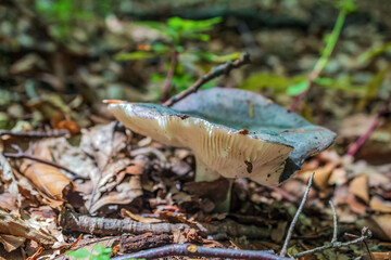 Macro  - Forest - Europe, Romania, Suceava region