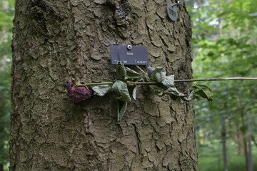 waldbestattung