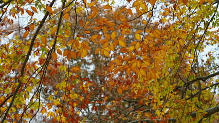 The colorful forest view in the natural park in autumn