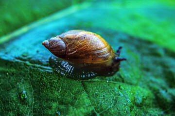 Macro  - Forest - Europe, Romania, Suceava region