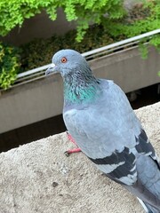 pigeon in the park