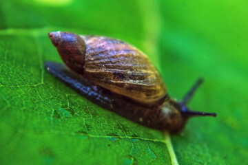 Macro  - Forest - Europe, Romania, Suceava region