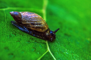 Macro  - Forest - Europe, Romania, Suceava region