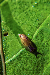 Fototapeta premium Macro - Forest - Europe, Romania, Suceava region