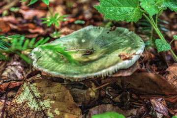 Macro  - Forest - Europe, Romania, Suceava region