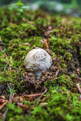 Macro  - Forest - Europe, Romania, Suceava region
