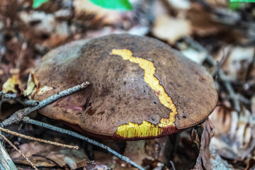 Macro  - Forest - Europe, Romania, Suceava region