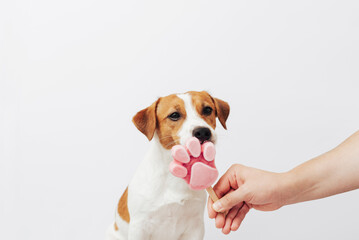 The Jack Russell Terrier eats ice cream on a white background. A male hand holds an ice cream for a...