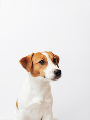 One adorable Jack Russell Terrier posing isolated over white background. Cute and funny dog sitting with mouth stained with ice cream