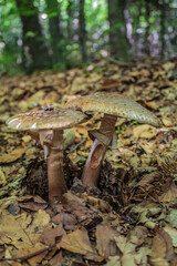 Macro  - Forest - Europe, Romania, Suceava region