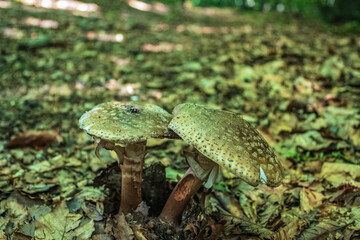 Macro  - Forest - Europe, Romania, Suceava region