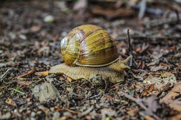 Macro  - Forest - Europe, Romania, Suceava region