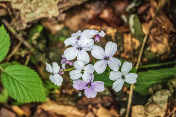 Macro  - Forest - Europe, Romania, Suceava region
