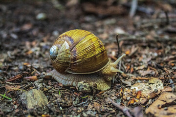 Macro  - Forest - Europe, Romania, Suceava region