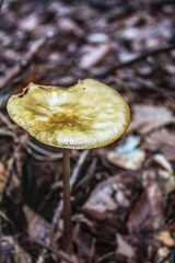 Macro  - Forest - Europe, Romania, Suceava region