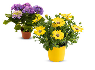 Flowers blooming in pots cut out isolated transparent background